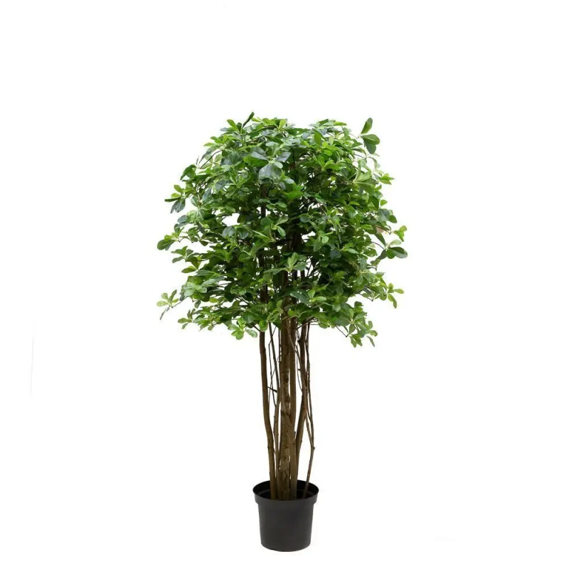 Шеффлера искусственная 160